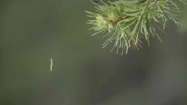 Close up of green spruce branch and a small caterpillar hanging on the web on green blurred background. Stock footage. Green caterpillar hanging from the pine tree in coniferous forest.