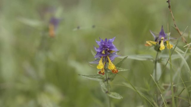Summer forest flowers, yellow and purple beautiful cow-wheat Melampyrum nemorosum . Stock footage. Picturesque blooming flower in the summer sunny field.