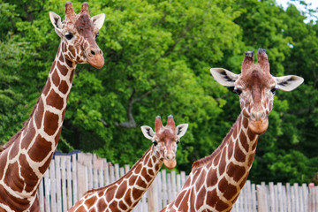 Giraffe family looking at you