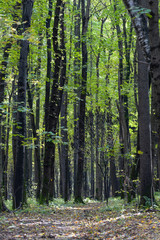 Fototapeta na wymiar The dense aspen forest in an early autumn, Russia