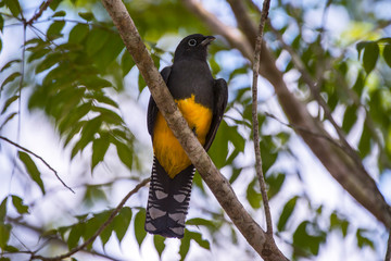 White tailed Trogon female photographed in Linhares, Espirito Santo. Southeast of Brazil. Atlantic Forest Biome. Picture made in 2013.