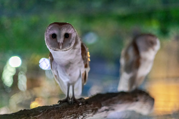 Curious owl at the Dubai Aquarium