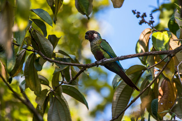Tiriba-de-orelha-branca (Pyrrhura leucotis) | Maroon-faced Parakeet
