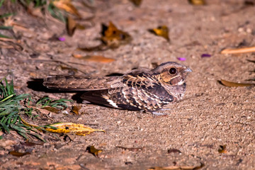 Pauraque photographed in Linhares, Espirito Santo. Southeast of Brazil. Atlantic Forest Biome. Picture made in 2013.