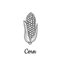 Hand drawn Corn isolated on a white. Vegetables drawings. Vector illustration.