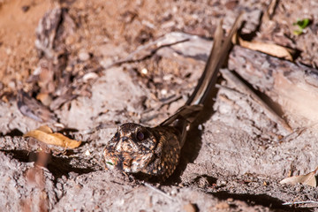 Scissor tailed Nightjar photographed in Linhares, Espirito Santo. Southeast of Brazil. Atlantic Forest Biome. Picture made in 2013.