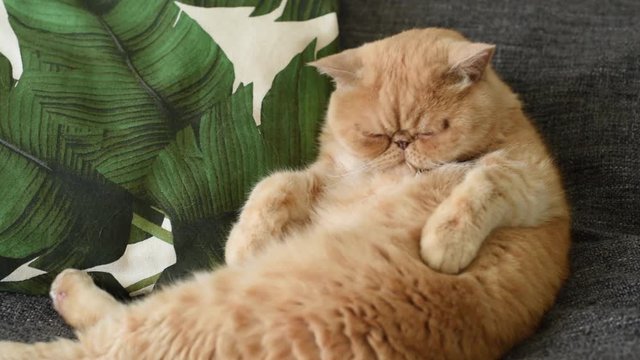 Cute ginger exotic shorthair cat washing and licking belly