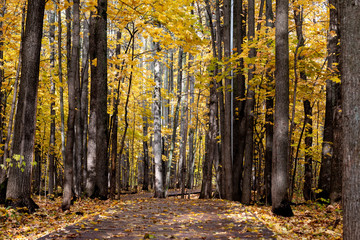 Autumn golden yellow forest in October, nature background with space for text
