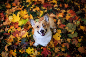 portrait of a cute puppy dog red Corgi sitting in the autumn Park on the grass on the background of bright fallen colorful maple leaves and faithfully smiling on a Sunny day © nataba