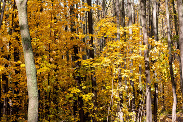 Autumn golden yellow forest in October, nature background with space for text