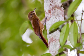 Plain winged Woodcreeper photographed in Linhares, Espirito Santo. Southeast of Brazil. Atlantic Forest Biome. Picture made in 2013.