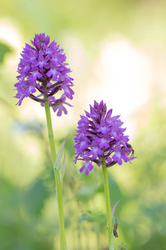 Flip en de spin in orchideenland. Lanaye Belgie.