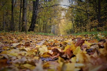 colorful fallen autumn leaves