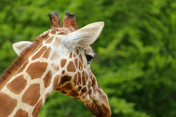 Headshot of Giraffe looking away from camera