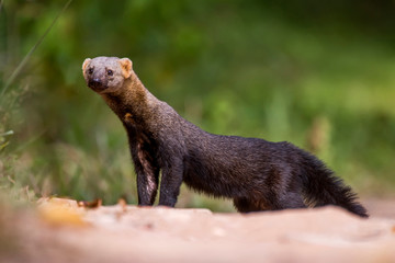 Tayra photographed in Linhares, Espirito Santo. Southeast of Brazil. Atlantic Forest Biome. Picture made in 2013.
