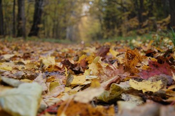 colorful background of fallen autumn colored leaves
