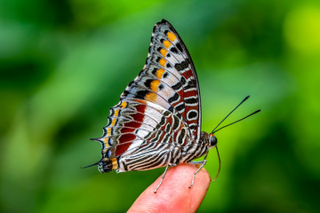 Stock Image butterfly at your fingertips       