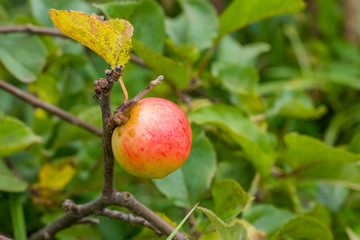 Red apples on apple tree branch.Colorful outdoor shot containing a bunch of red apples on a branch ready to be harvested.Fruit trees.ripe apple
