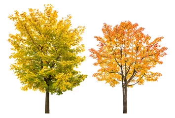 Fotobehang Maple tree autumn isolated white background autumnal leaves © LiliGraphie