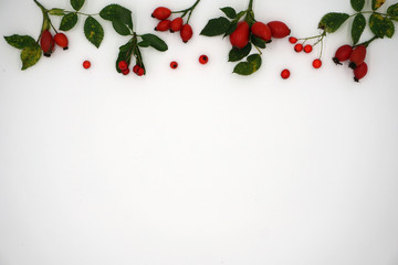 Hagebutten und rote Vogelbeeren auf wei&szlig;em Hintergrund, Textfreiraum