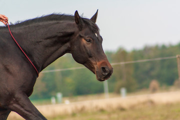 Obraz premium Bay arabian gelding being ridden with red cordeo rope around neck. Close up portrait of a horse, no people.