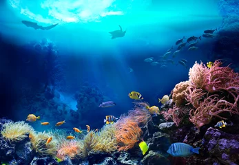 Papier Peint photo Lavable Récifs coralliens Vue sous-marine de la barrière de corail. Écosystème. La vie dans les eaux tropicales.