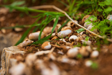 stones in the desert of israel