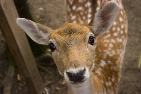 Young red deer looks with interest at the visitor of the zoo.