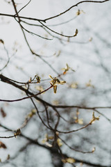 chestnut-tree  bud in spring