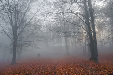 One person silhouette walking in beautiful colorful autumn forest, in cold foggy morning