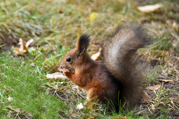 Squirrel on the grass in the park