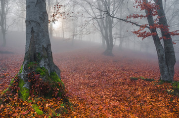 Lonely tree and a beautiful colorful autumn forest in the background, in cold foggy morning