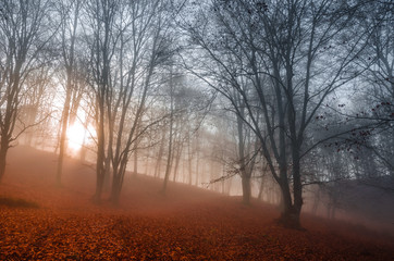 Beautiful colorful autumn forest, in cold foggy morning