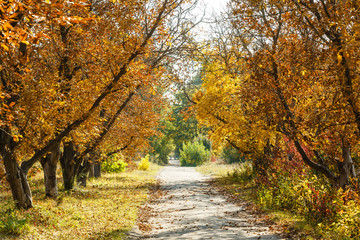 road in the autumn forest, autumn colors