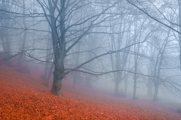 Beautiful colorful autumn forest, in cold foggy morning