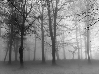 Cold foggy morning in autumn forest. Black and white dark mood