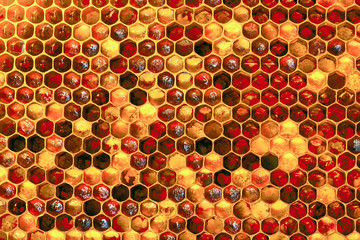 Background texture and pattern of a section of wax honeycomb from a bee hive filled with golden...