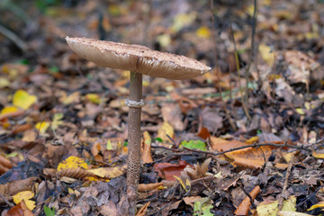 Mushrooms in autumn forest. Mushroom in the forest. Amanita phalloides. Blurred background. Close up Macro.