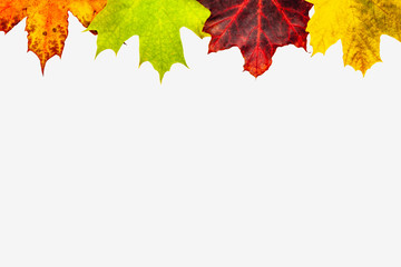 Background image - a clean white sheet with a frame of colorful maple leaves located at the top