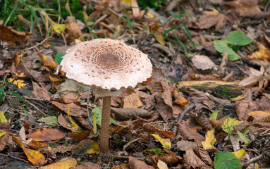 Mushroom in the forest. Amanita phalloides. Blurred background. Close up Macro.