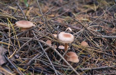  Mushroom in the forest. Blurred background. Close up Macro.
