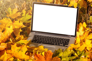 modern laptop in autumn landscape