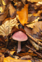 Mushrooms in autumn forest. Mushroom in the forest. Amanita phalloides. Blurred background. Close up Macro.
