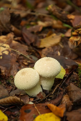White mushroom in the forest. Lycoperdon perlatum.