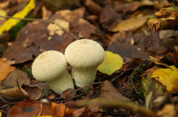 White mushroom in the forest. Lycoperdon perlatum.