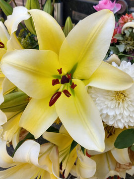 Flor natural blanca con rayos amarillos
