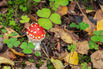 Red mushroom in the forest. Poisonous mushrooms in the forest. Amanita muscaria.