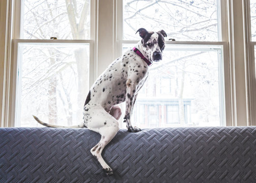 Sitting Dog