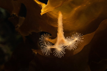 jellyfish lucernaria in black water