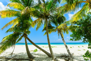 gorgeous relaxing pretty inviting view on white sand tropical beach with fluffy fresh green coconut palms against tranquil turquoise ocean and blue sky background at Las Brujas Island, Cuba
